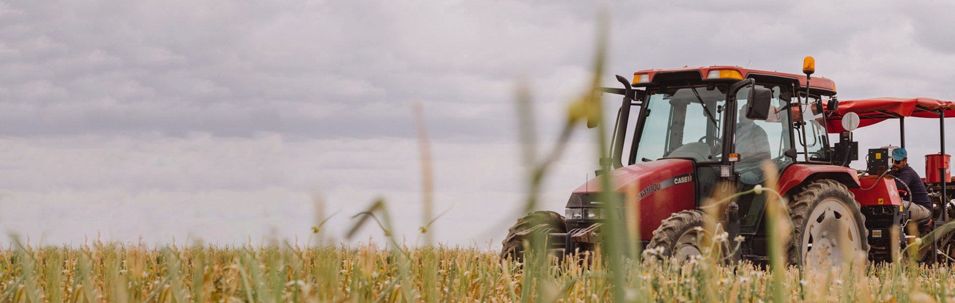 Antogar's garlic fields being worked under the La Mancha sky